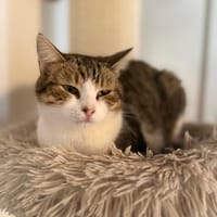 Stas sucht liebevolles Zuahuse, Kater zur Adoption