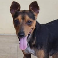 Rusty1 sucht sein Zuhause - NEUE FOTOS UND VIDEO!!!!, Hündin zur Adoption