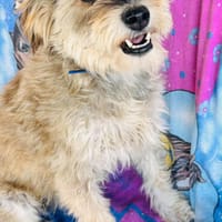 Pepa9, die Fröhliche, sucht neues Zuhause - NEUIGKEITEN!!!, Hündin zur Adoption