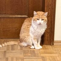 Potap sucht verständnisvolles Zuhause, Kater zur Adoption