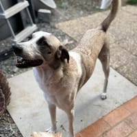 Layla sucht ein neues Zuhause, Hündin zur Adoption