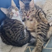 Mila & Maxi suchen gemeinsam ein Zuhause, Kater zur Adoption