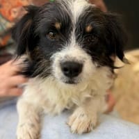 Maglino sucht sein für immer zu Hause..., Hund zur Adoption