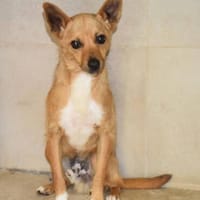 Yakin1 sucht seine Familie, Hund zur Adoption