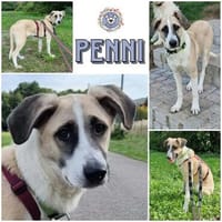 PENNI ° freundliche, anhängliche und sanfte junge Hundedame, Hündin zur Adoption