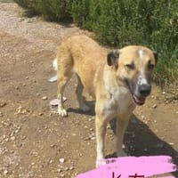 Wunderschöne Kat, Hündin zur Adoption