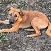 Kanai sucht sein Glück..., Hund zur Adoption