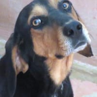 Jack 6 -verschmust und verspielt-, Hund zur Adoption