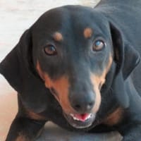 Clementine -bezaubernde Persönlichkeit-, Hündin zur Adoption