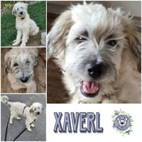 XAVERL ° fröhliches und verschmustes Hundekind, Hund zur Adoption