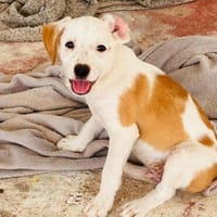 Querido1, der Hübsche, sucht seine Familie - neues Video -, Hund zur Adoption