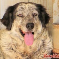 BASILIO - ab Oktober auf PS in Dorsten, Hund zur Adoption