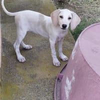 Sadie 😍 liebe und anhängliche Junghündin auf Pflegestelle, Hündin zur Adoption