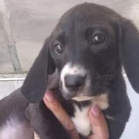THYRSE - ab Oktober auf PS in Niederwalgern, Hund zur Adoption