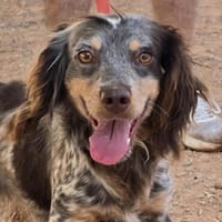 Cari1, die Anhängliche, sucht ihr Zuhause - NEUIGKEITEN!!!, Hündin zur Adoption