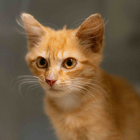 SAFRAN A17581, chat à adopter