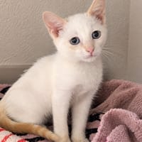 Frankenweenie [Chaton], chat à adopter