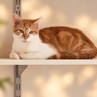 Clovis, chat à adopter