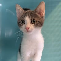 MOCHY, chat à adopter