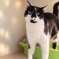 Isia, chatte à adopter