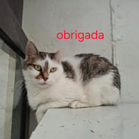 OBRIGADA, chatte à adopter
