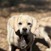 NADEJE, chienne à adopter