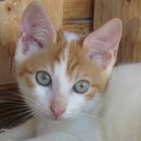 KIMY, chatte à adopter