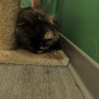 Houla Hop, chatte à adopter