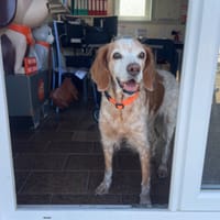Holly, chienne à adopter