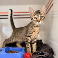KIWI, chat à adopter