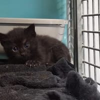 NESSY, chatte à adopter