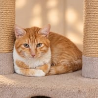 Pesto, chat à adopter