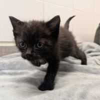 BELLA, chatte à adopter