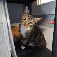 FUTE, chat à adopter