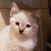 DUNE, chatte à adopter