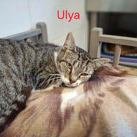 ULYA, chatte à adopter