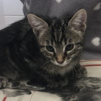 SOLIS, chatte à adopter