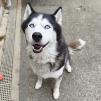 HERMÈS VAA, chien à adopter