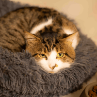 MOZ A17561, chat à adopter