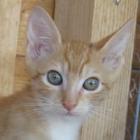 KAZAN, chat à adopter
