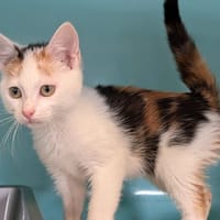 bentley, chatte à adopter