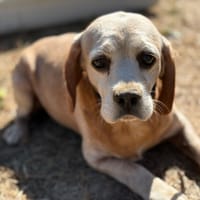 AMAL, chien à adopter
