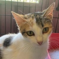 OTAWA, chatte à adopter