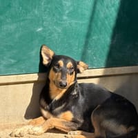 Trefle, chien à adopter