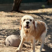 ASHA, chienne à adopter