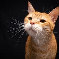 BRIOCHE CHA, chatte à adopter
