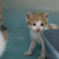 Bidouille, chat à adopter