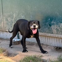KIVO, chien à adopter