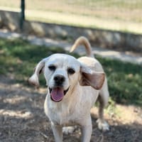 HAB, chien à adopter