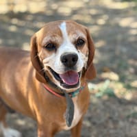 HOFFNUNG, chien à adopter